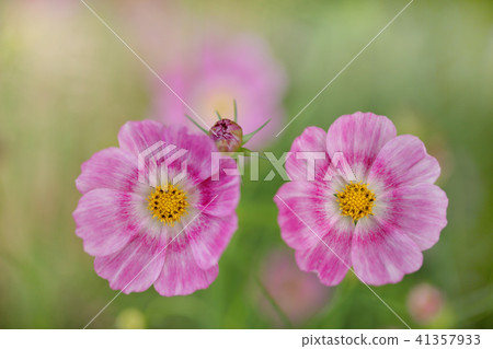 Cosmos 41357933