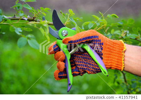 Spring pruning roses in the garden 41357941