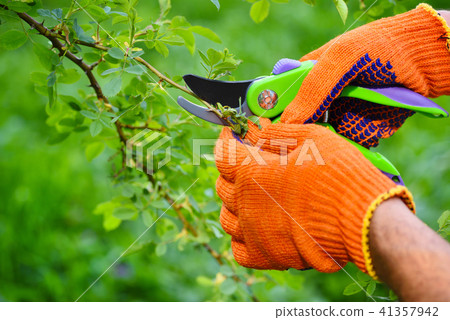 Spring pruning roses in the garden 41357942