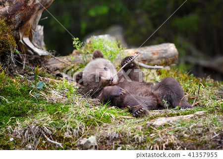 Funny little brown bear cub is played with a stick 41357955