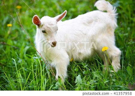 White little goat standing on green grass White little goat standing on green grass 41357958