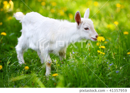 White little goat standing on green grass 41357959