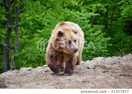 Young brown bear in the summer forest. 41357977