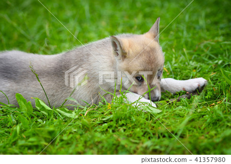 Portrait of cute Siberian Laika lying down Portrait of cute Siberian Laika lying down 41357980