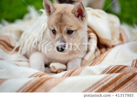 Portrait of cute Siberian Laika on the blanket Portrait of cute Siberian Laika on the blanket 41357985