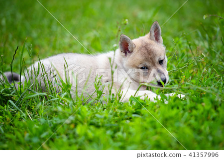 Portrait of cute Siberian Laika lying down Portrait of cute Siberian Laika lying down 41357996