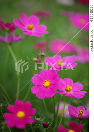 Cosmos 41358033
