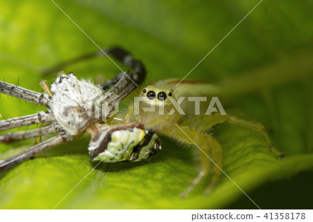 Jumping spider, Telamonia dimidiata, Salticidae Jumping spider, Telamonia dimidiata, Salticidae 41358178
