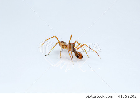 Ant mimicking spider, Myrmarachne sp, Salticidae  41358202