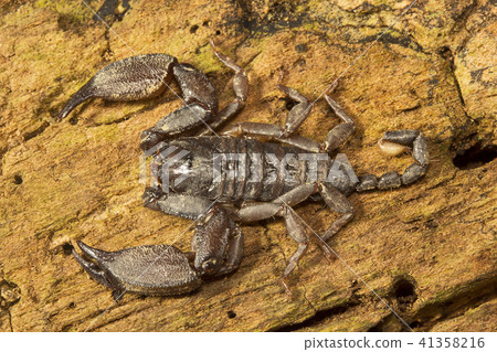 Wood scorpion, Liocheles sp, Hemiscopiidae, India 41358216