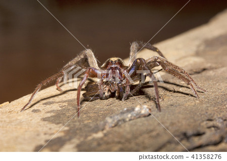 Wolf spider, Lycosidae, Madhya Pradesh 41358276