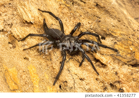 Funnel web spider, Dipluridae,Jampue hills,Tripura 41358277