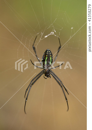 Spider, Leucauge sp, Tetragnathidae, Jampue hills  41358279