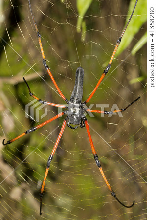 Signature spider, Argiope sp, Araneidae, Tripura 41358280