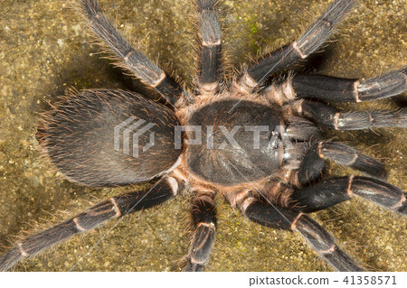 Tarantula, Chilobrachys sp, Theraphosidae, Tripura Tarantula, Chilobrachys sp, Theraphosidae, Tripura 41358571