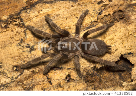 Spider, Theraphosidae, Belianchip, Tripura , India 41358592