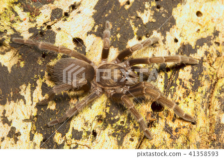 Spider, Theraphosidae, Belianchip, Tripura , India Spider, Theraphosidae, Belianchip, Tripura , India 41358593
