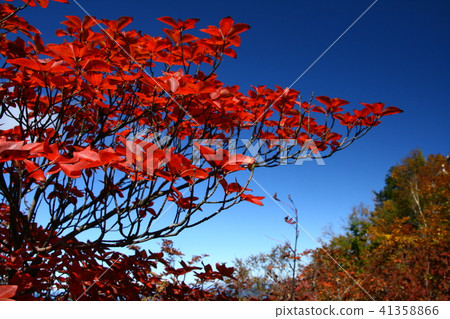 The summit of autumn leaves The summit of autumn leaves 41358866