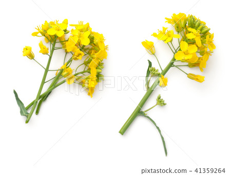 Rapeseed Flowers Isolated on White Background 41359264
