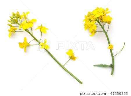 Rapeseed Flowers Isolated on White Background 41359265