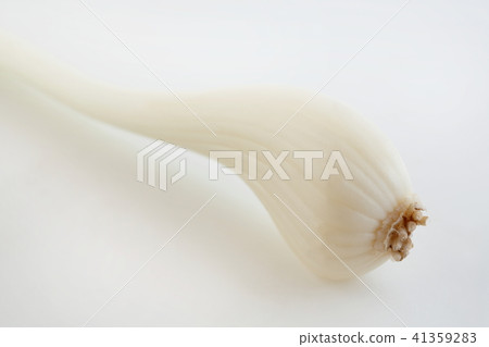 蔥 41359283
