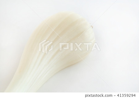 Shallot Shallot 41359294