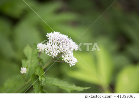 Alpine plants of Tsugaike Plateau Alpine plants of Tsugaike Plateau 41359363