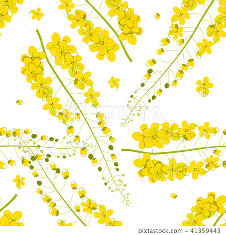 Cassia Fistula - Golden Shower Flower  41359443