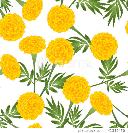 Yellow Marigold on White Background Yellow Marigold on White Background 41359450