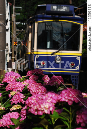 Kamakura Enoden繡球花 Kamakura Enoden繡球花 41359518