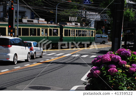 Kamakura Enoden繡球花 Kamakura Enoden繡球花 41359522