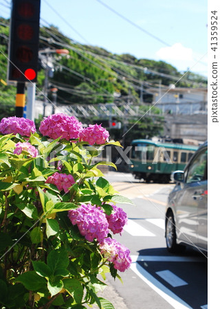 Kamakura Enoden繡球花 41359524