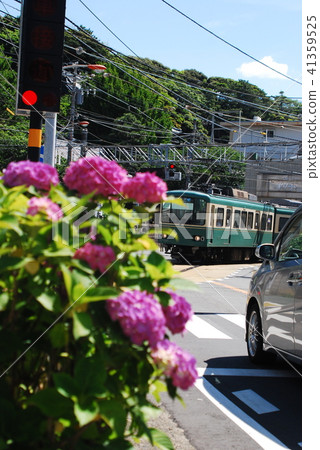 Kamakura Enoden繡球花 41359525