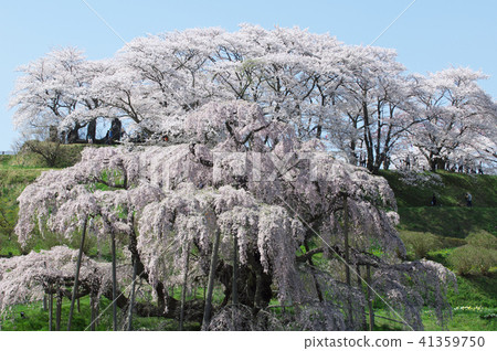 Taki cherry tree of Miharu (Fukushima) 41359750