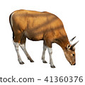 Bos javanicus Head. Red ox is a wild cow. 41360376