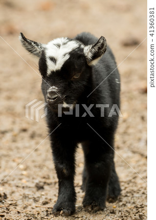 A young black and white goat stands outside 41360381