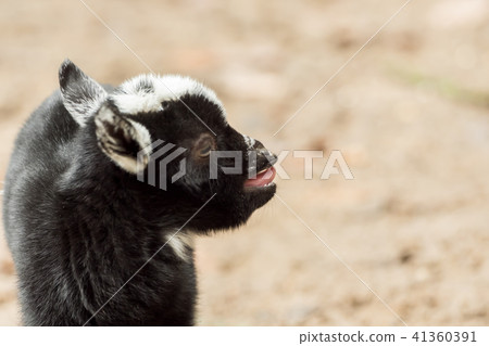 A young black and white goat stands outside A young black and white goat stands outside 41360391