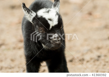 A young black and white goat stands outside A young black and white goat stands outside 41360392