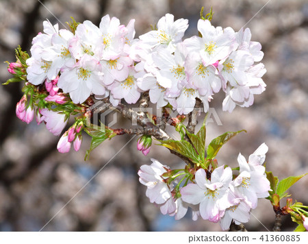 櫻桃樹，苔蘚和血清（Kokeishimizu） 41360885