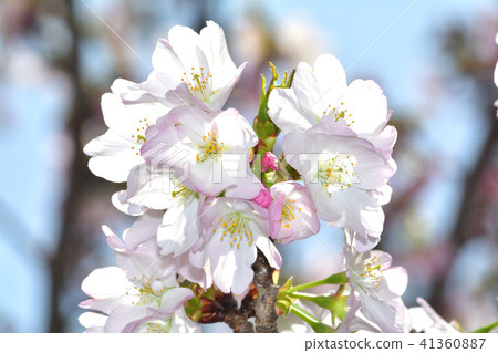 櫻桃樹，苔蘚和血清（Kokeishimizu） 41360887