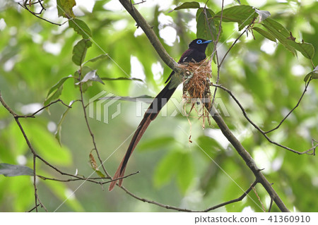 Sannbanko的男性 41360910