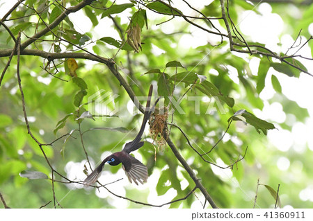 Sannbanko的男性 41360911