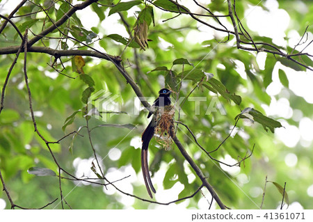 Sanchohanko男性巢 41361071