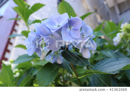 淺藍色繡球花 41361089