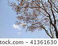 Background is a cherry blossom tree against the blue sky 41361630