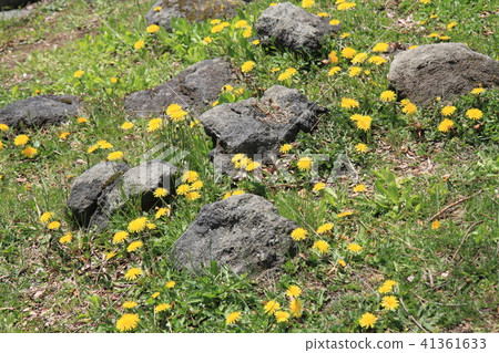 Wulingguo, Hokkaido, Japan - yellow and white flowers everywhere Wulingguo, Hokkaido, Japan - yellow and white flowers everywhere 41361633