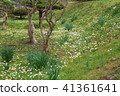 Wulingguo, Hokkaido, Japan - yellow and white flowers everywhere 41361641