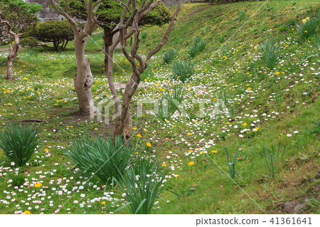Wulingguo, Hokkaido, Japan - yellow and white flowers everywhere Wulingguo, Hokkaido, Japan - yellow and white flowers everywhere 41361641