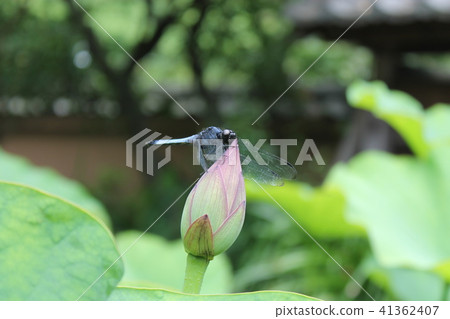 適合蓮花芽的蜻蜓 適合蓮花芽的蜻蜓 41362407