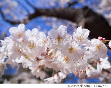 藍天和櫻花 藍天和櫻花 41362438